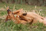 RODESIAN RIDGEBACK 082